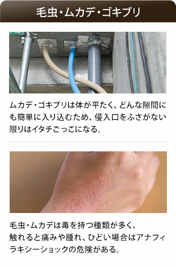 毛虫・ムカデ・ゴキブリ