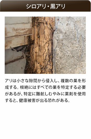 白アリ・黒アリ