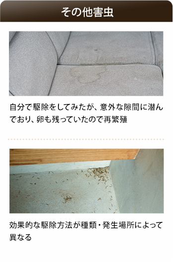 その他害虫