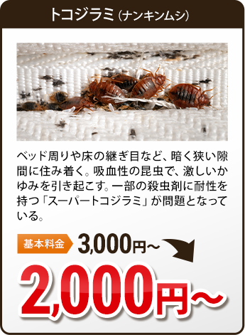 白アリ・黒アリ