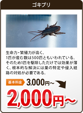 白アリ・黒アリ